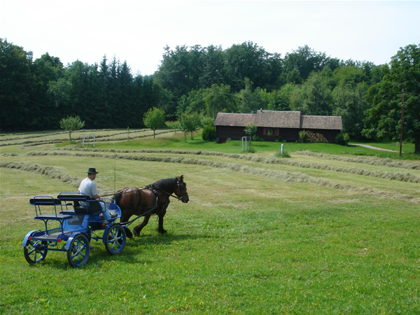 Balade  cheval